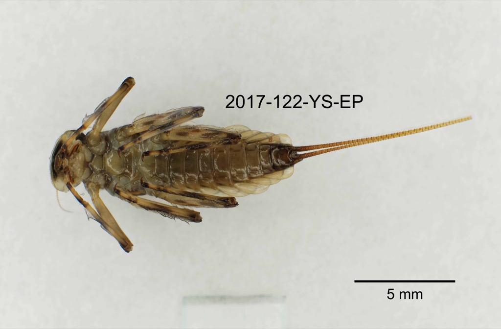 ventral