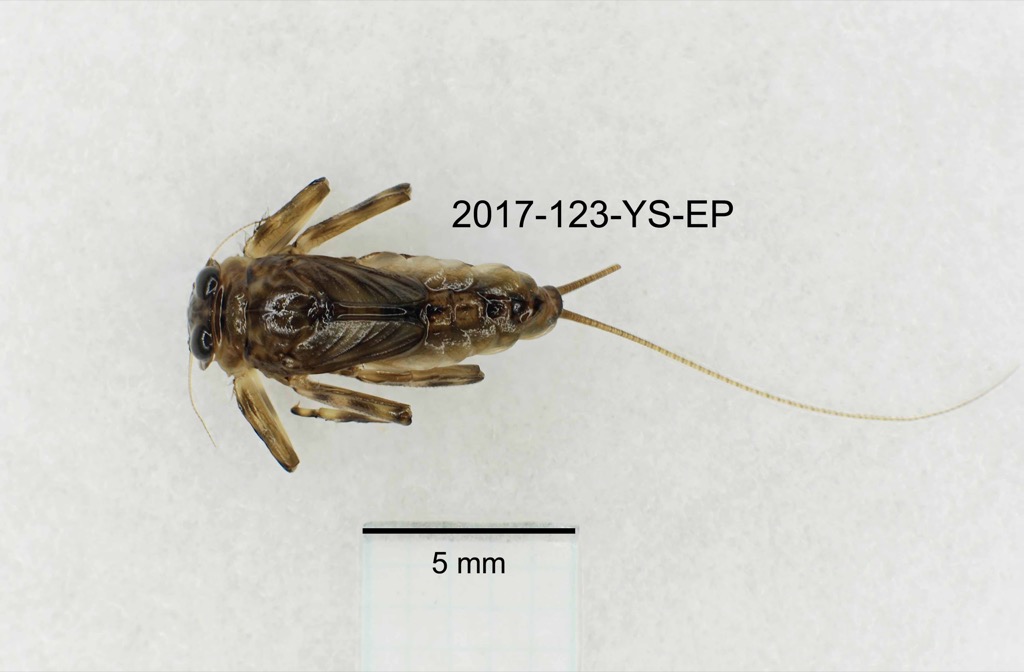 dorsal