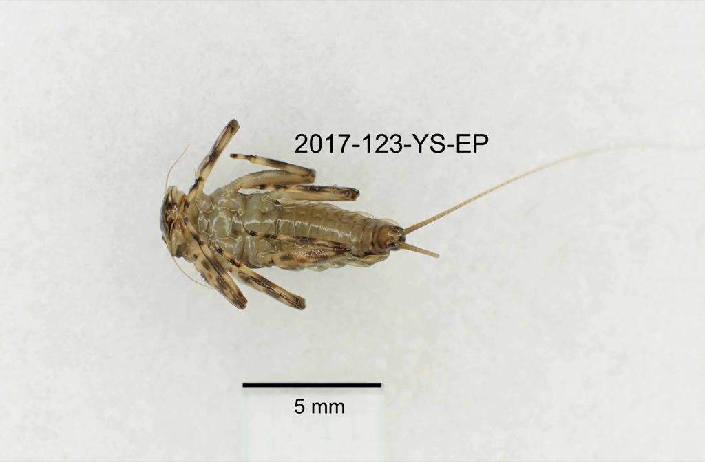 ventral