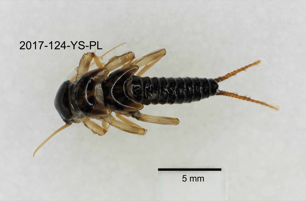 dorsal