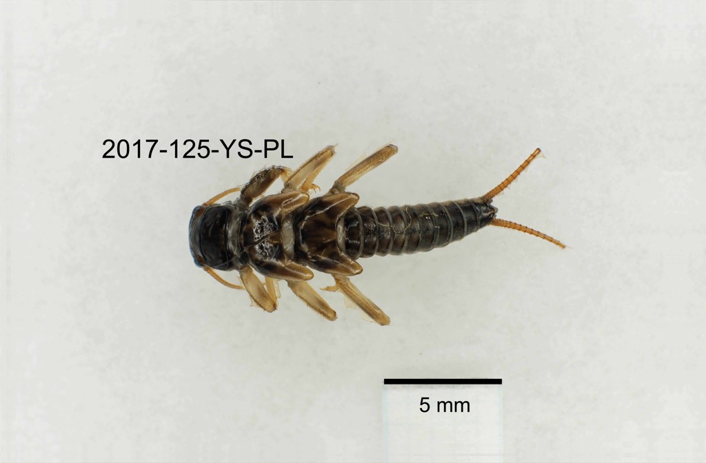 dorsal