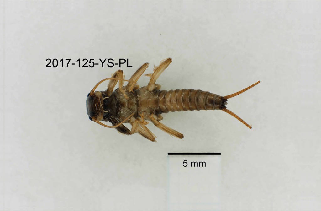 ventral