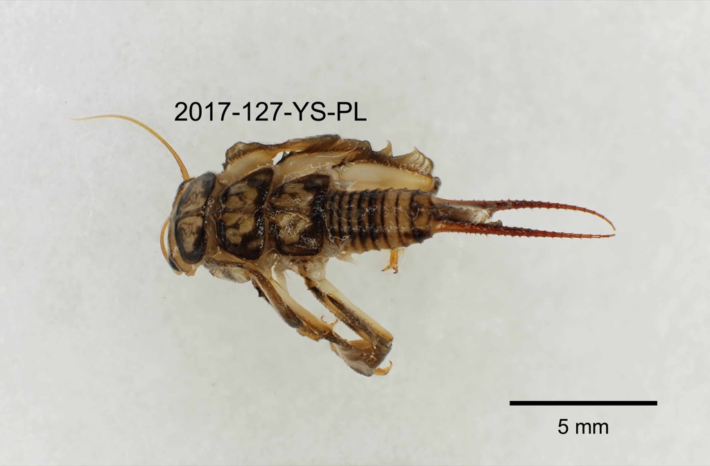 dorsal