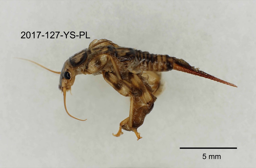 lateral