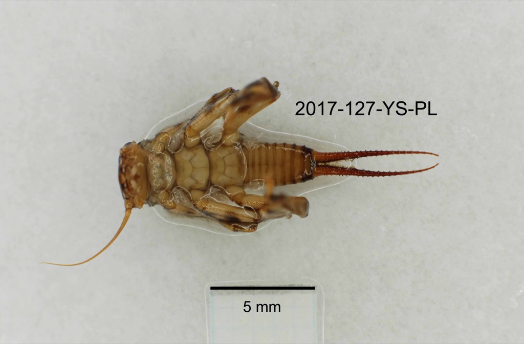 ventral