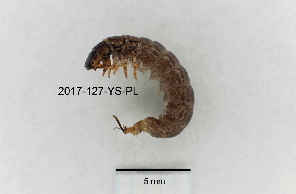 lateral