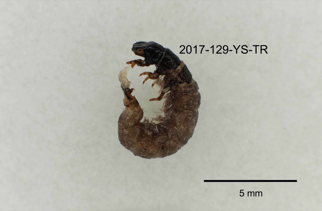 lateral