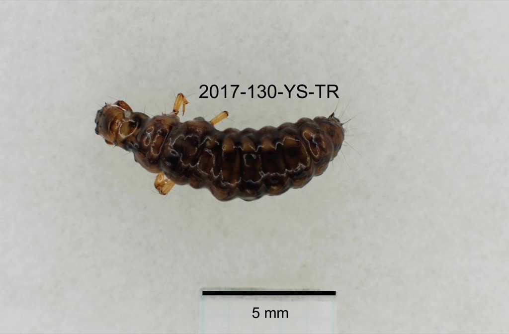 dorsal