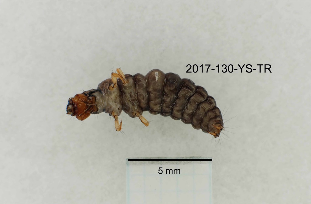 ventral