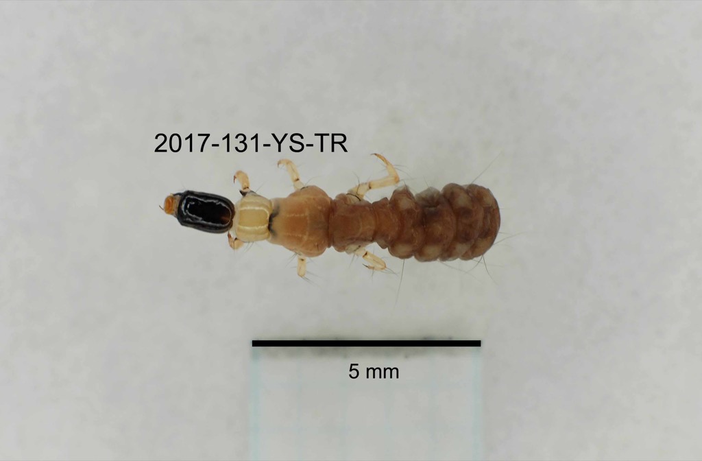 dorsal
