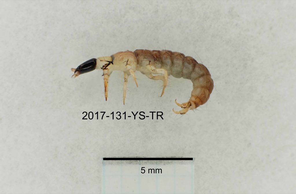 lateral