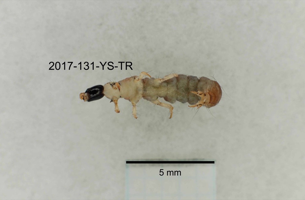ventral
