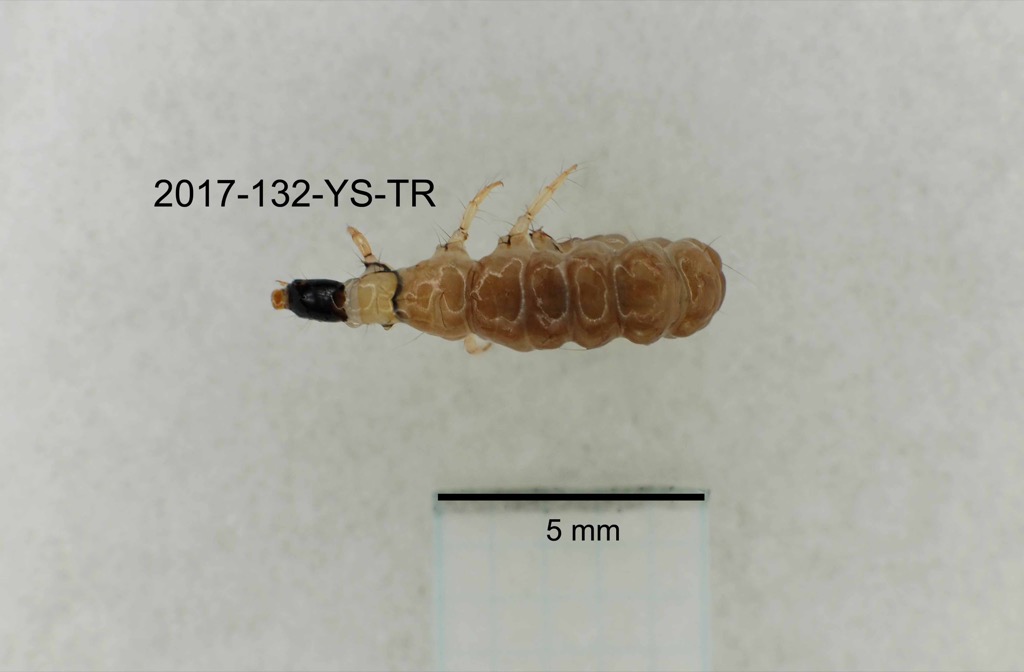 dorsal