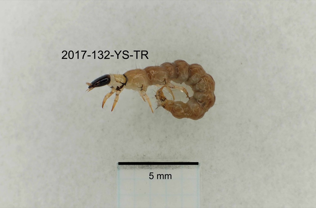 lateral