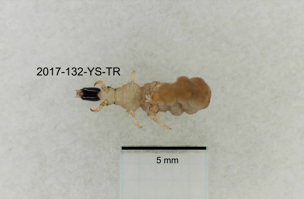 ventral