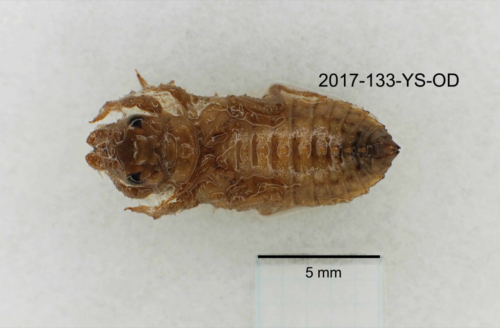 dorsal