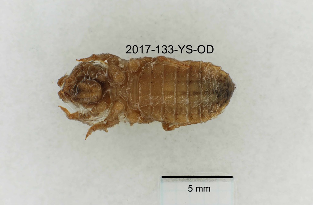 ventral