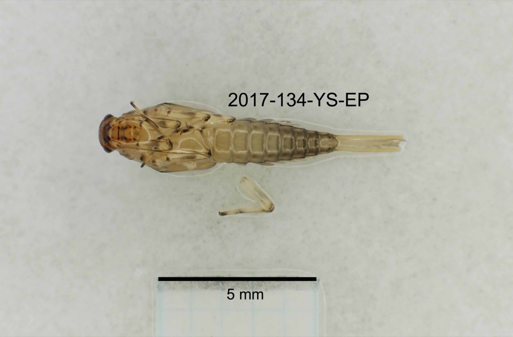 ventral