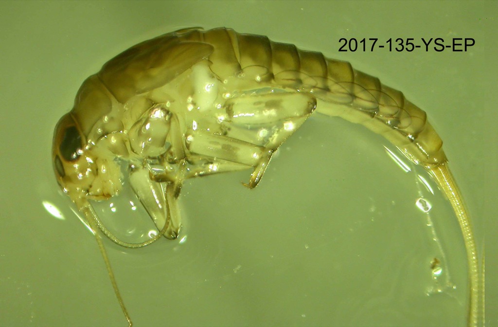 lateral