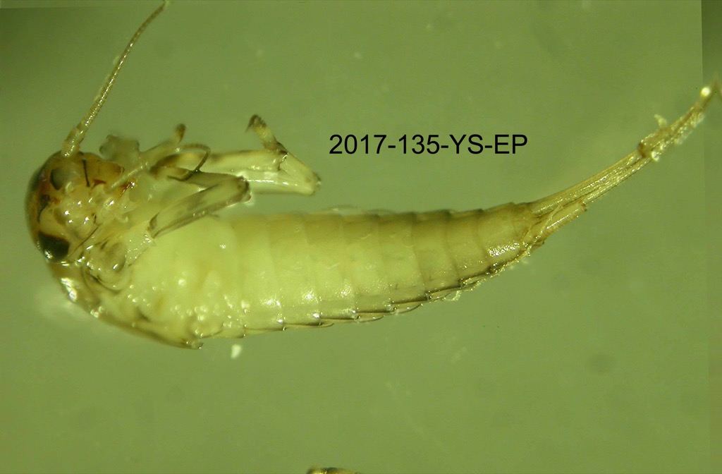 ventral