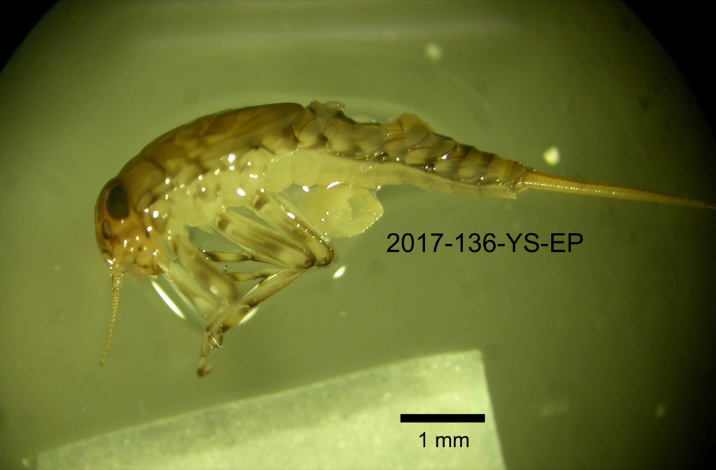 lateral