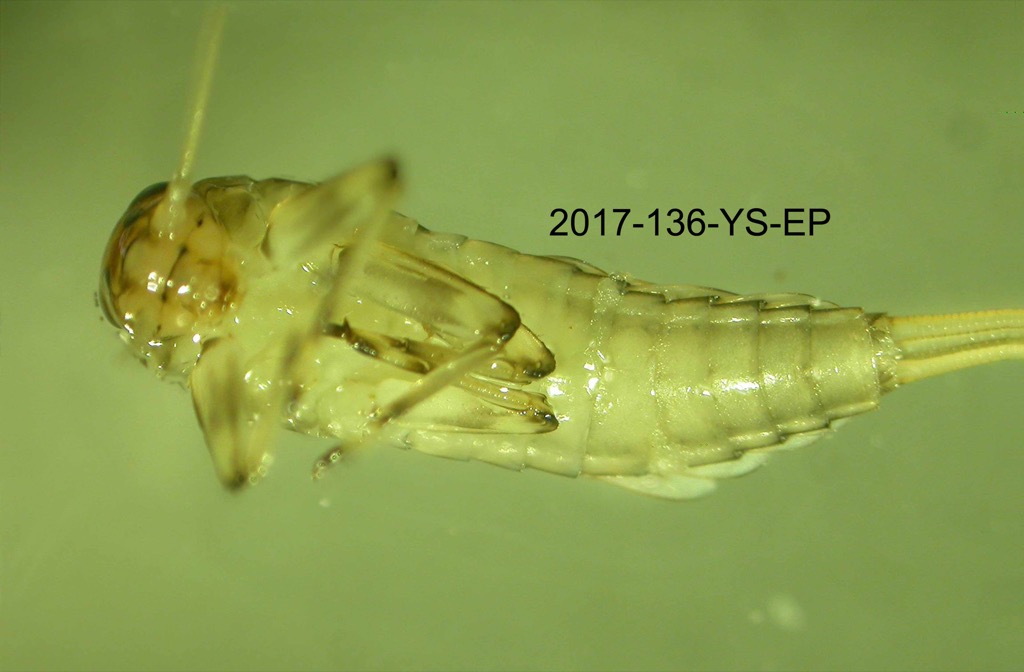 ventral