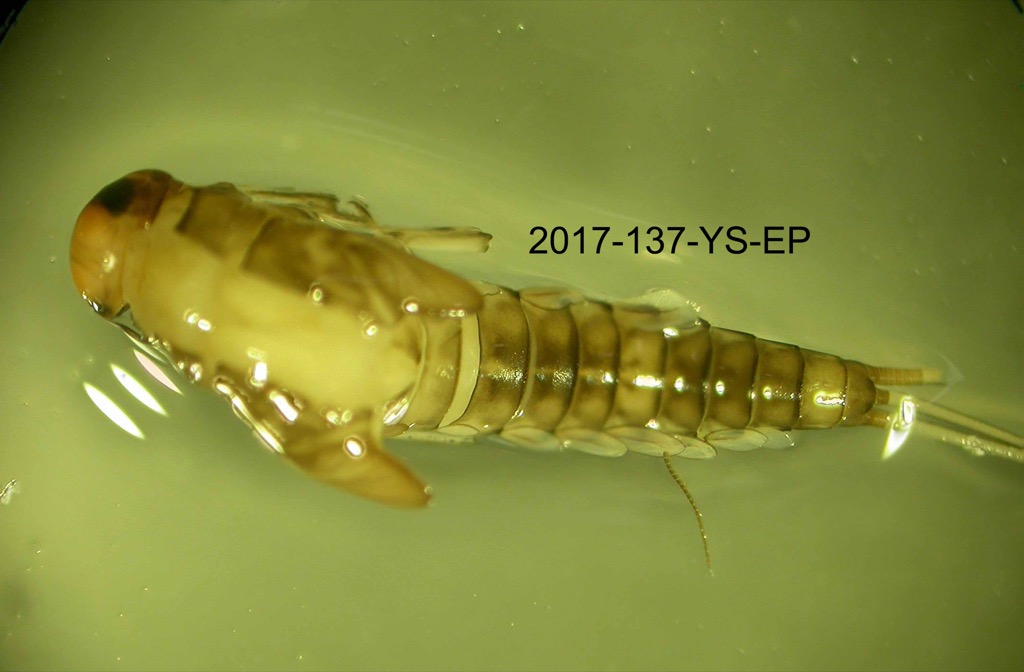 dorsal