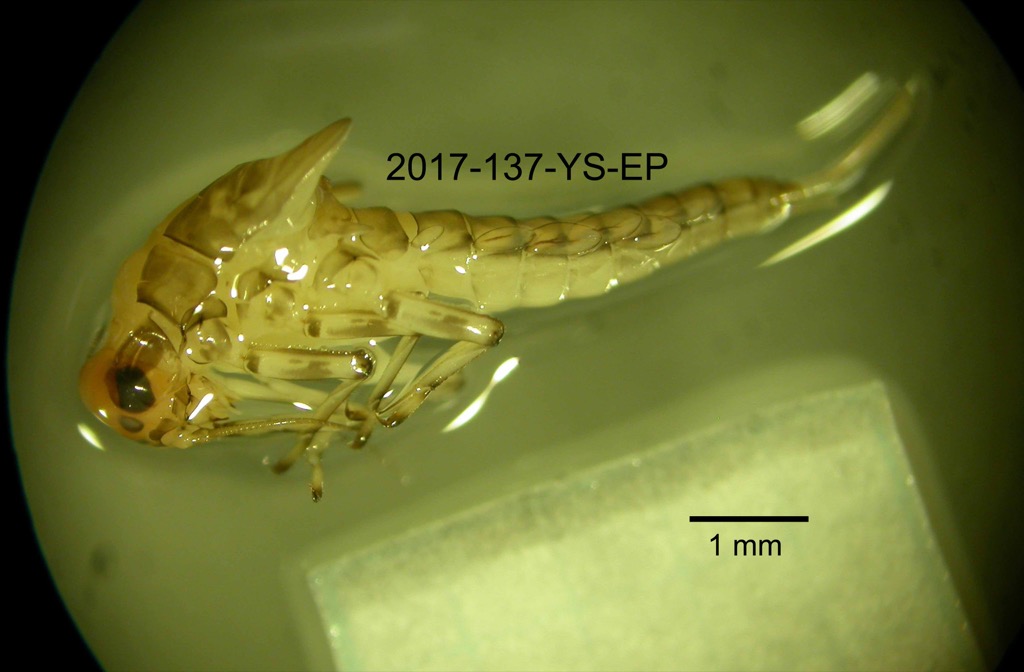 lateral