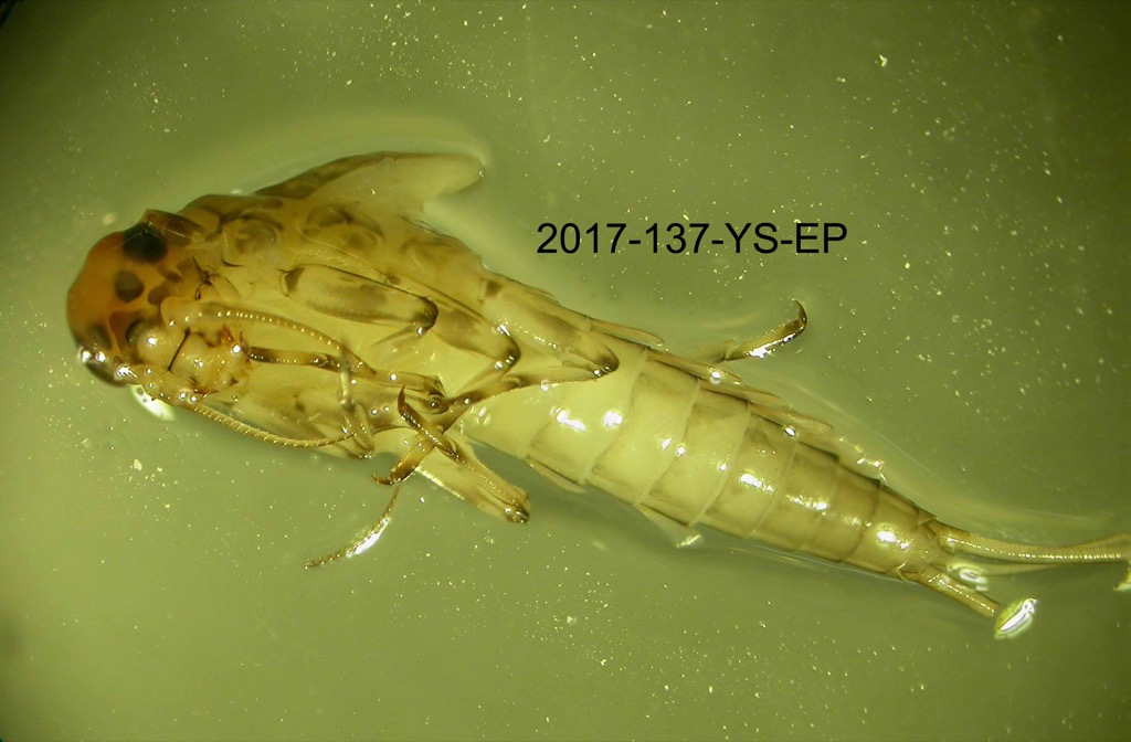 ventral