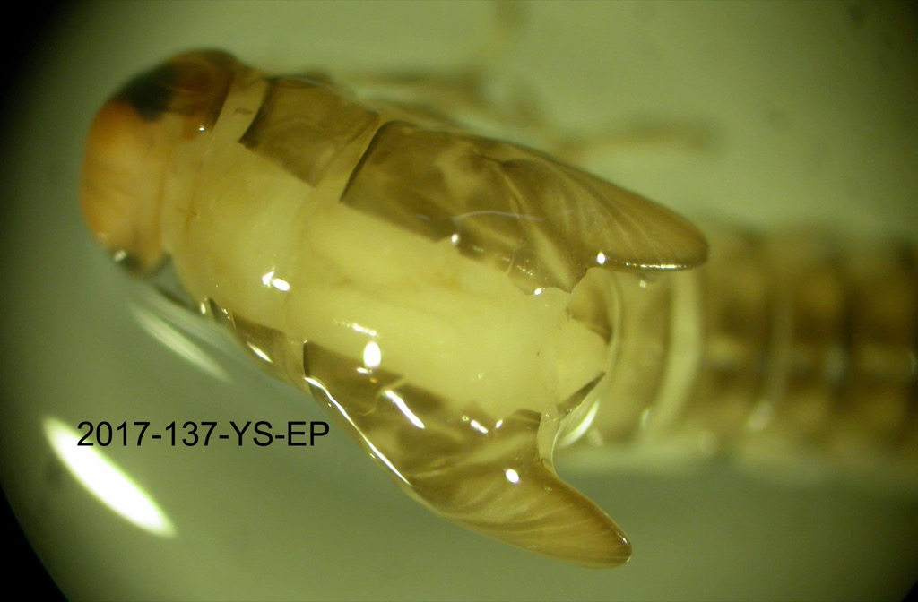 thorax dorsal