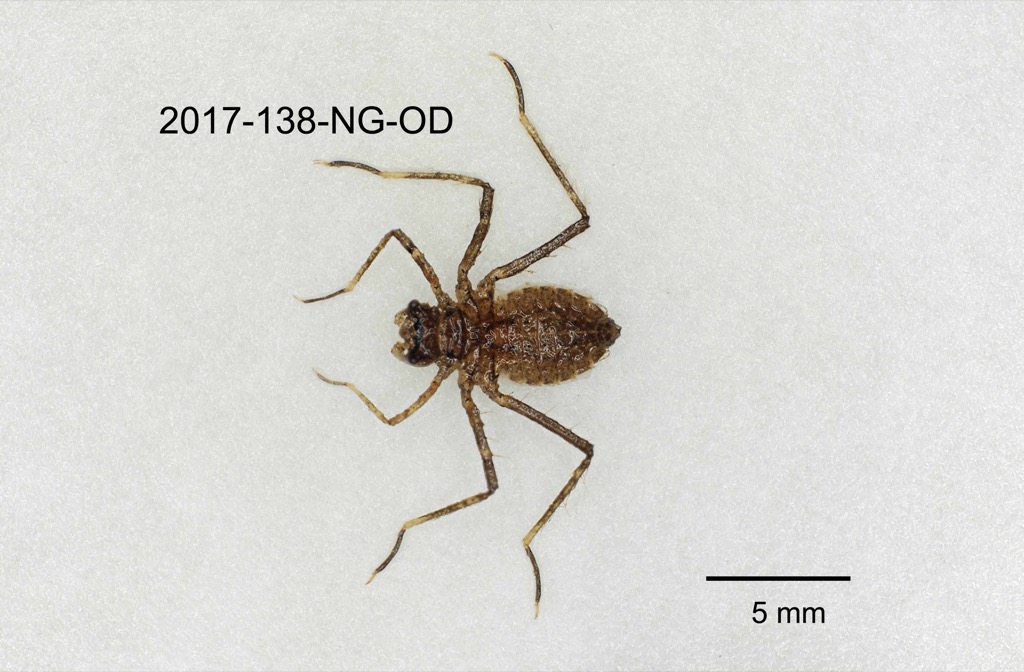 dorsal