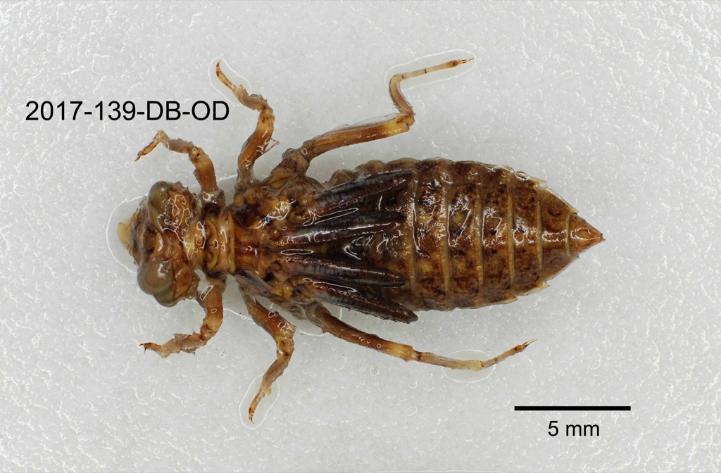 dorsal