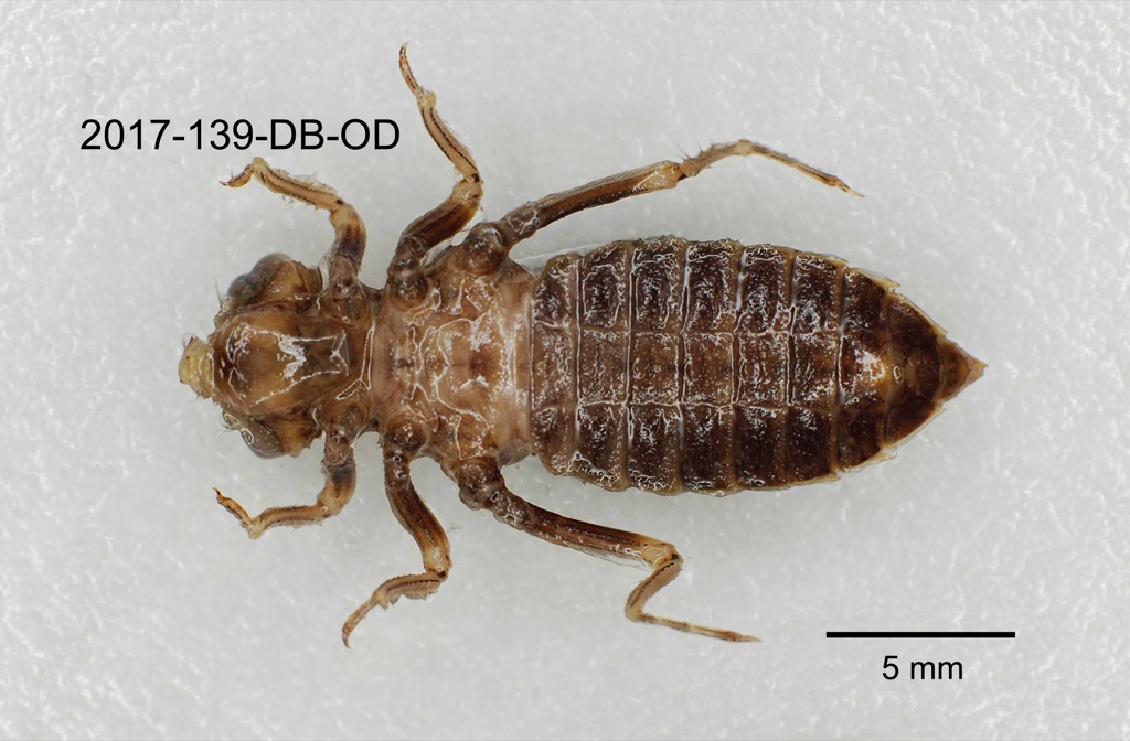 ventral