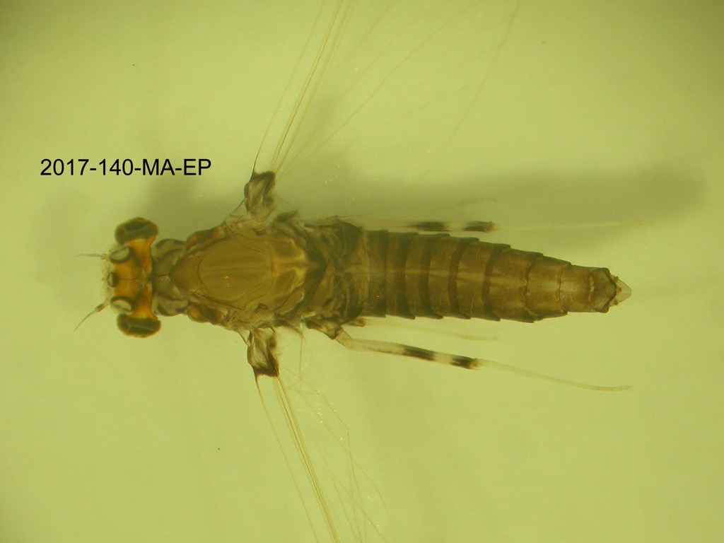 dorsal