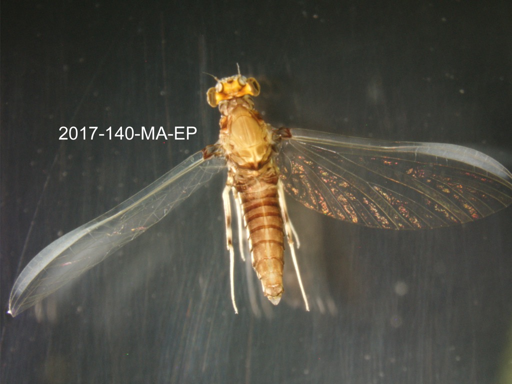 dorsal