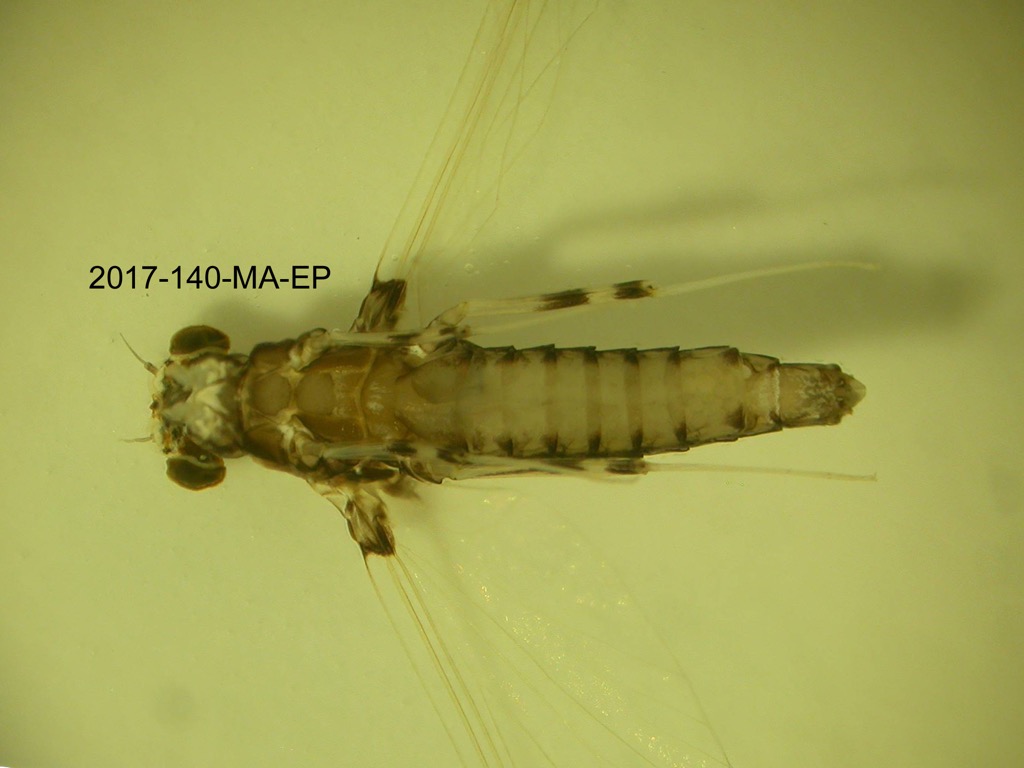 ventral