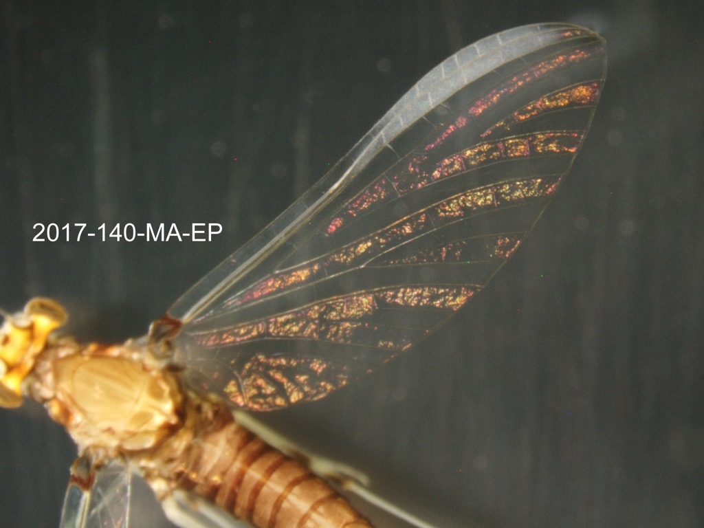 forewing