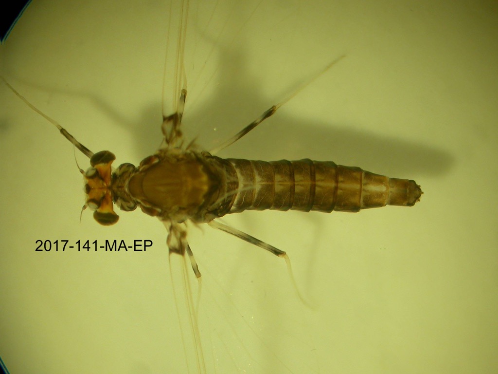 dorsal