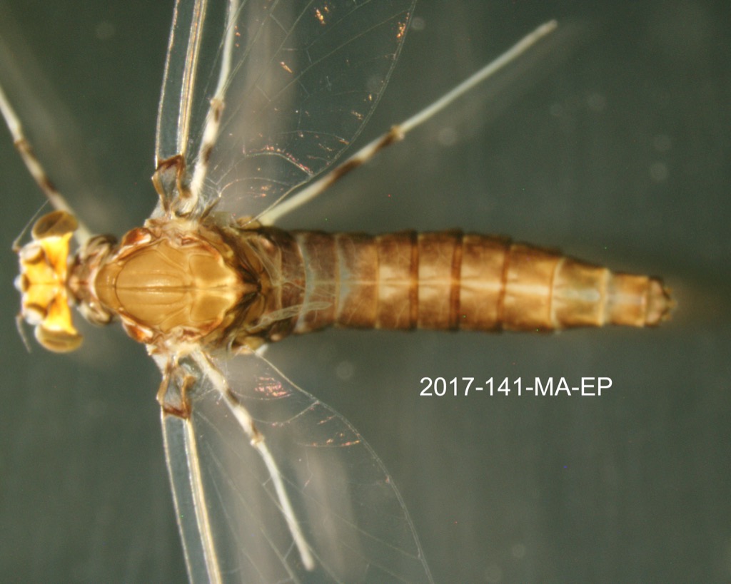 dorsal
