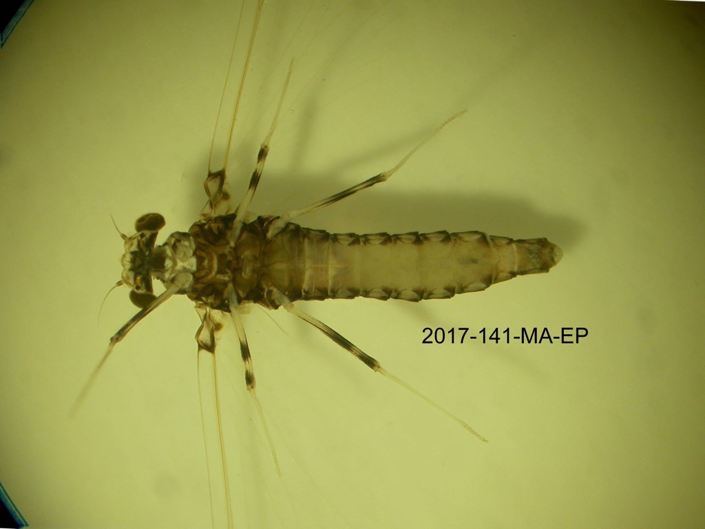 ventral
