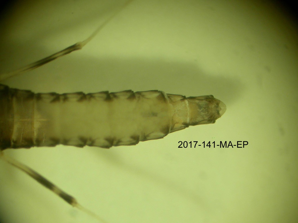 abdomen ventral