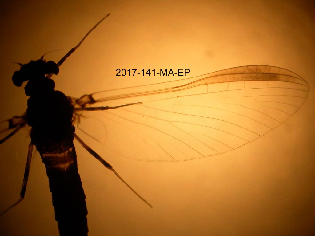 forewing