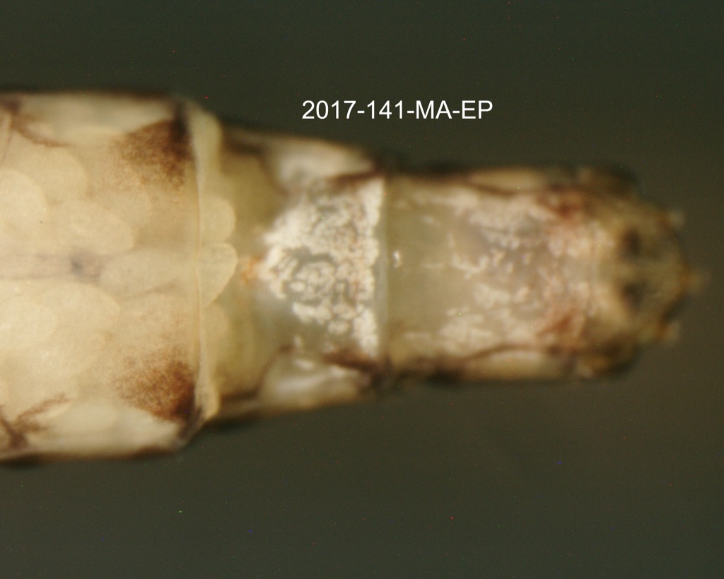 genitalia ventral
