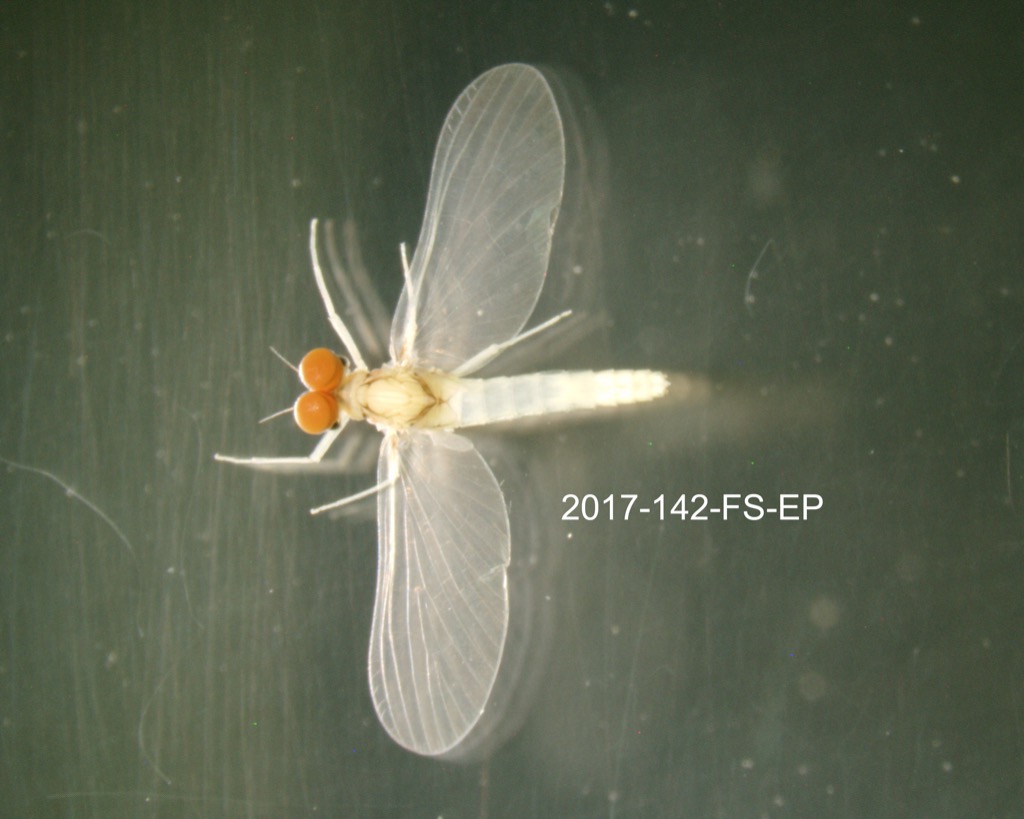 dorsal