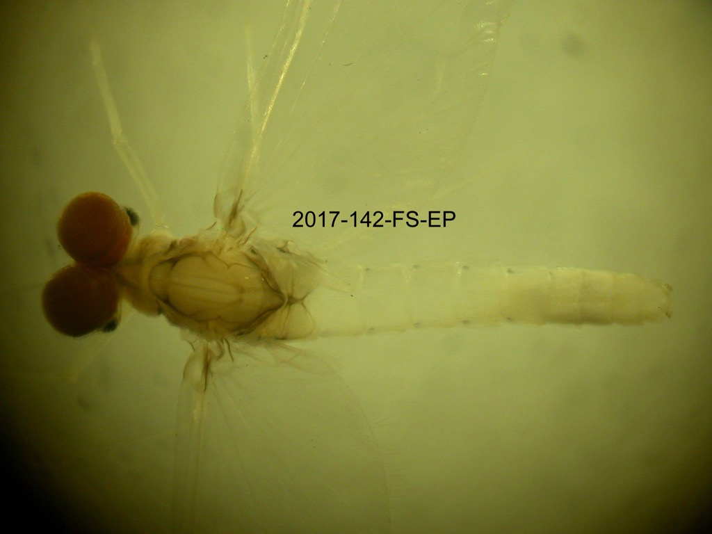 dorsal
