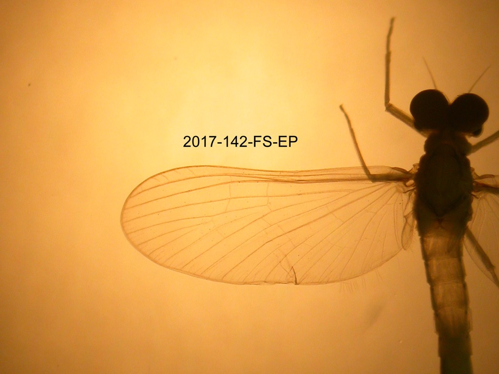 forewing