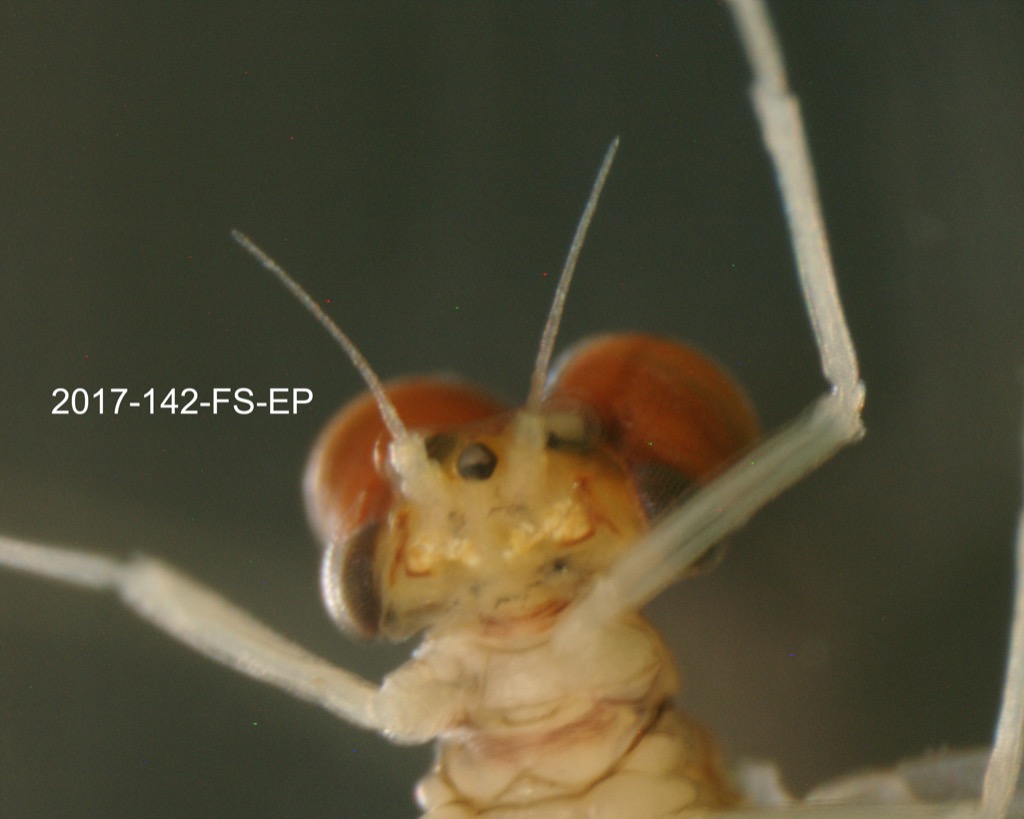 head ventral