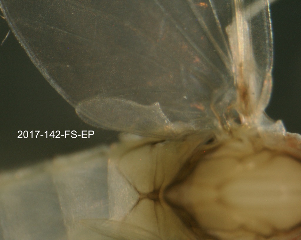 hindwing
