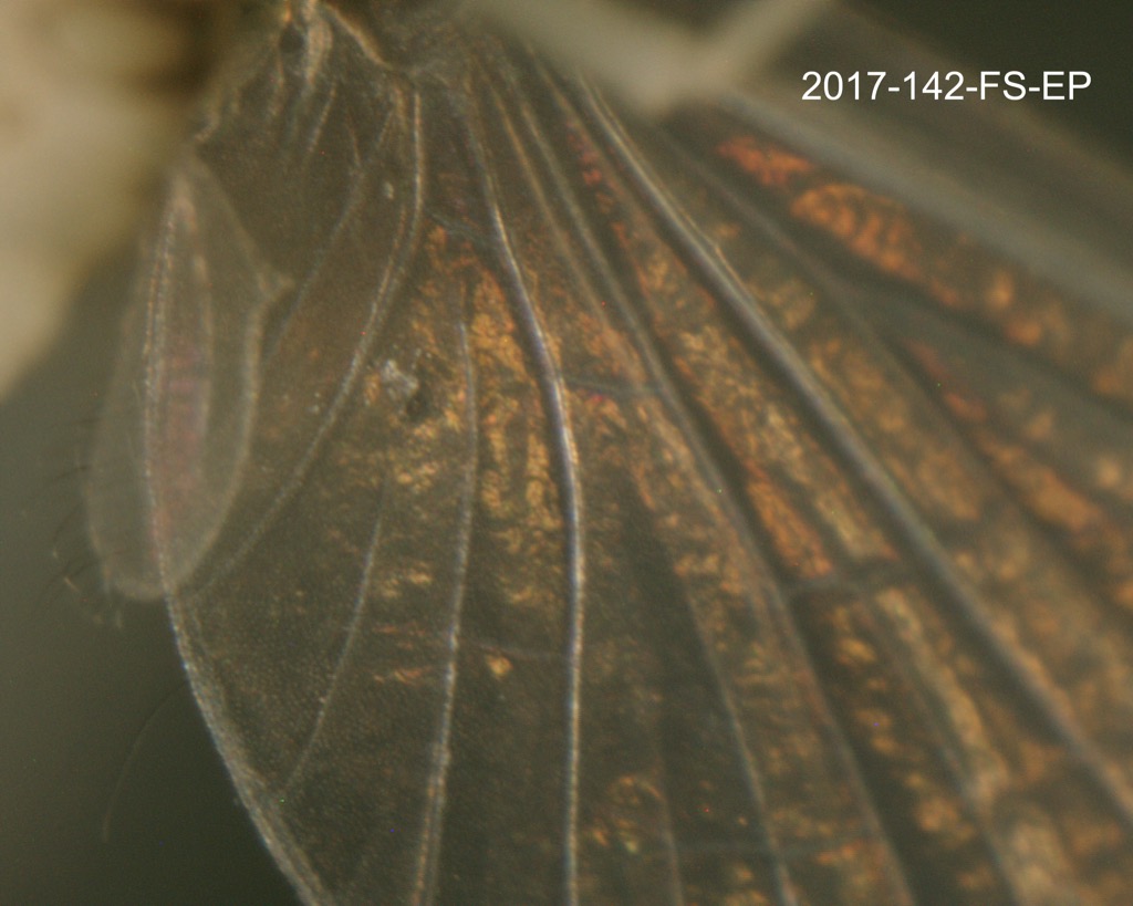 wing