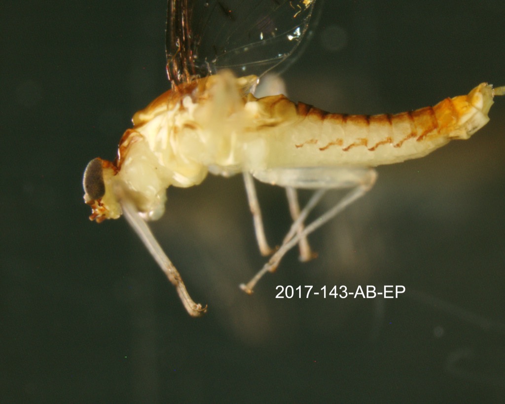 lateral